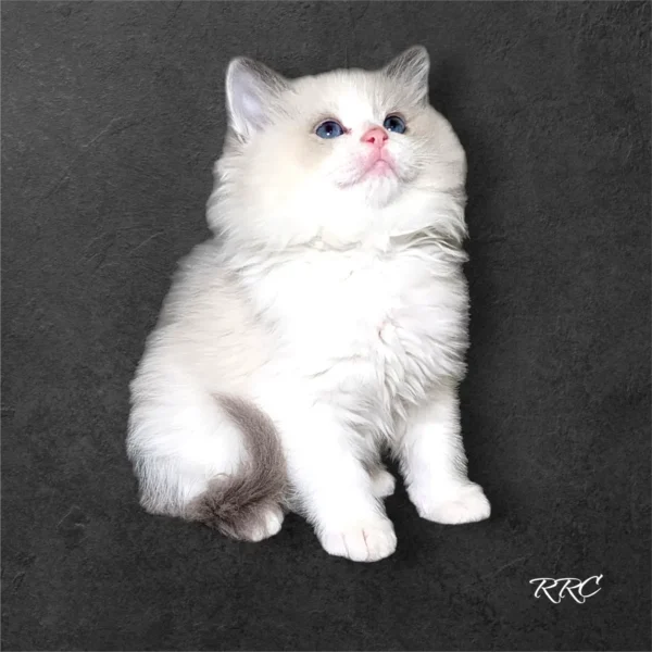 A white cat sitting on top of a black surface.