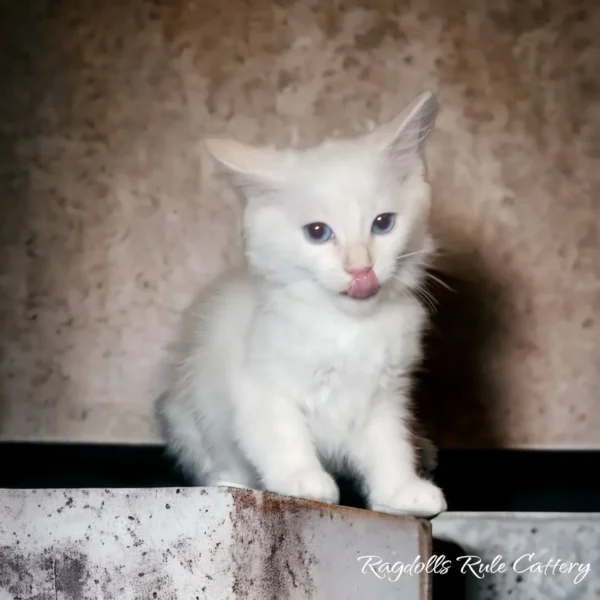 A white kitten sitting on top of a ledge.