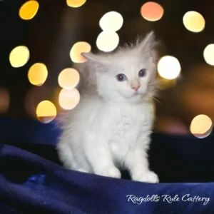 A white kitten sitting on top of a blue blanket.