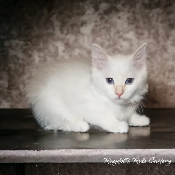 A white cat sitting on top of a table.