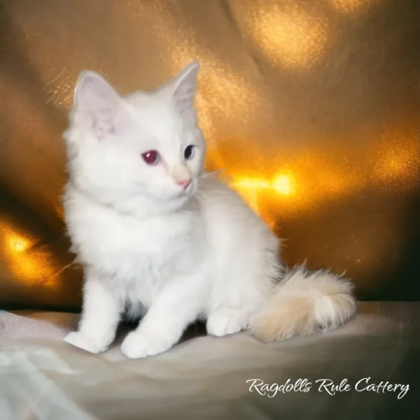 A white cat sitting on top of a bed.