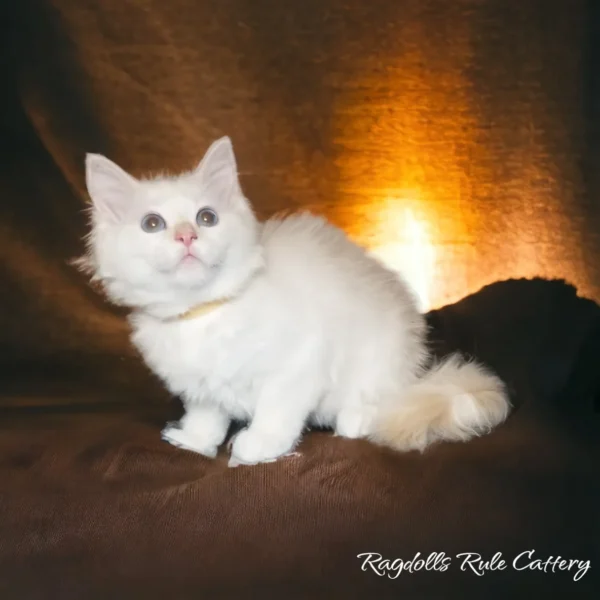 A white cat sitting on top of a brown blanket.