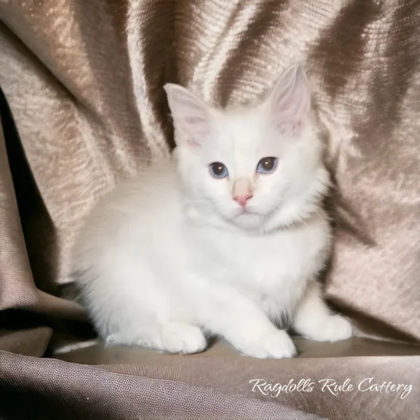 A white cat sitting on top of a brown blanket.