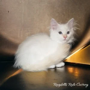 A white cat sitting on top of a table.