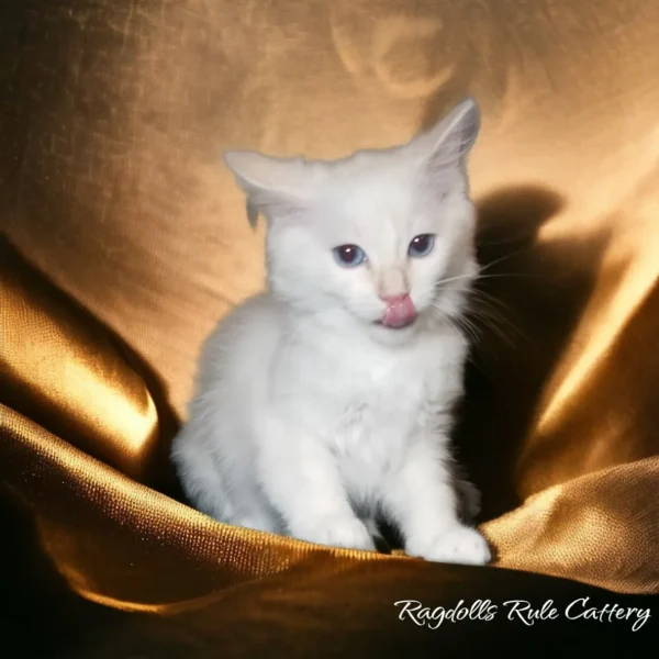 A white cat sitting on top of a gold cloth.