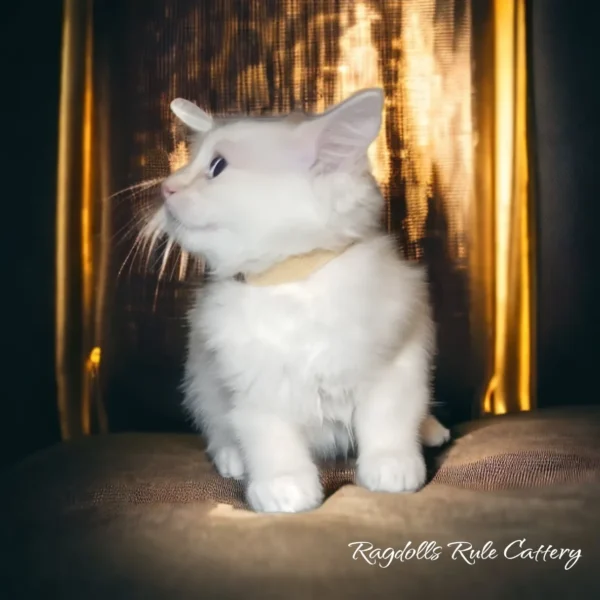 A white cat sitting on top of a bed.