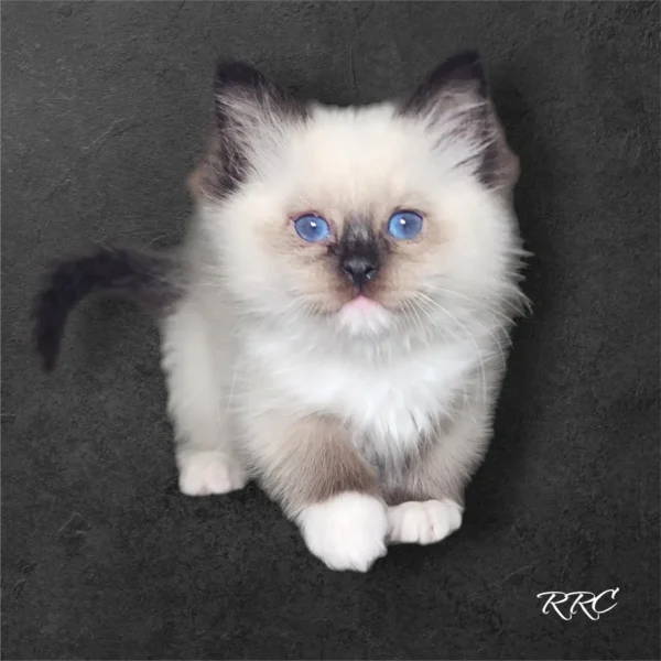 A fluffy cat with blue eyes sitting on the ground.