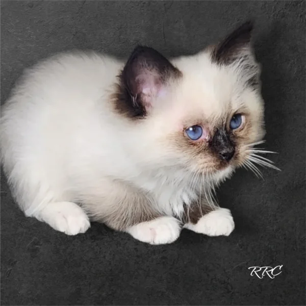 A small kitten sitting on top of the ground.