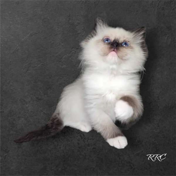 A white cat with blue eyes sitting on the ground.