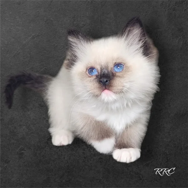 A small kitten with blue eyes sitting on the ground.