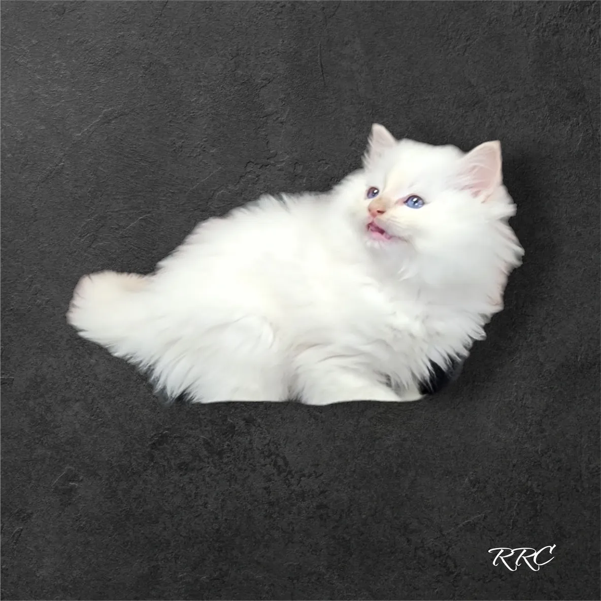 A white cat is sitting in the corner of a wall.