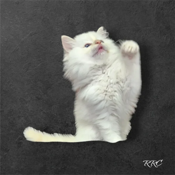 A white kitten standing on its hind legs.