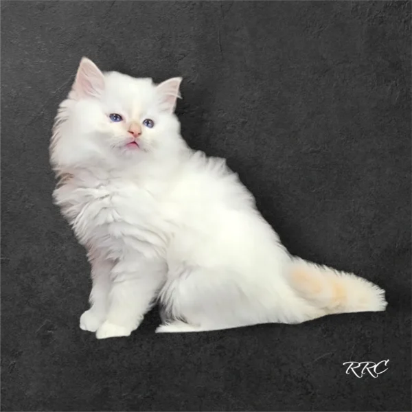 A white cat sitting on top of a black floor.