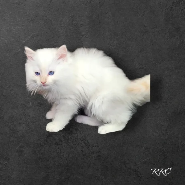 A white cat sitting on top of a black floor.