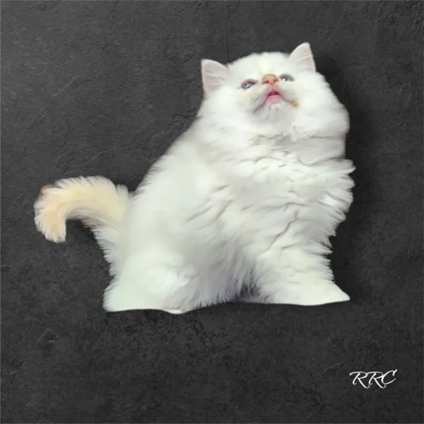 A white cat sitting on top of a black surface.