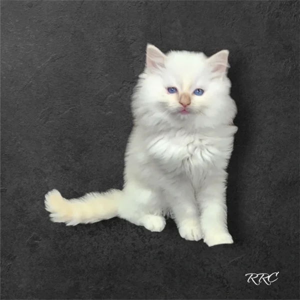 A white cat sitting on top of a black wall.