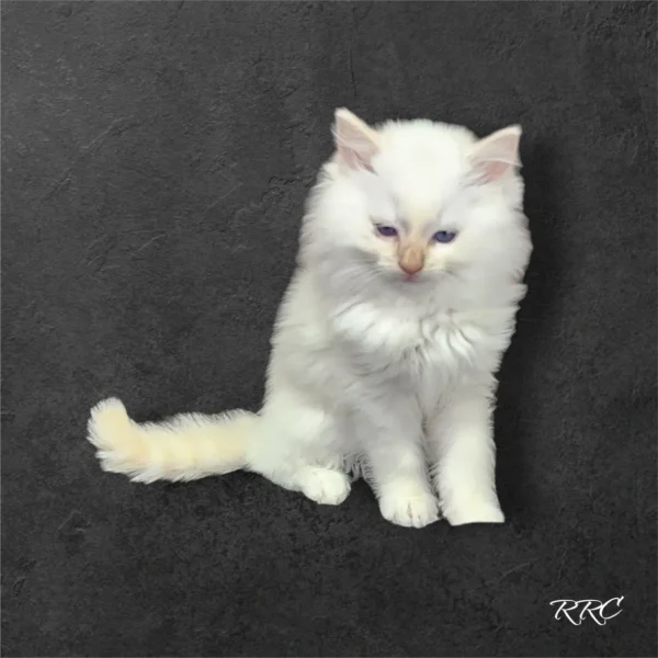 A white cat sitting on top of a black surface.