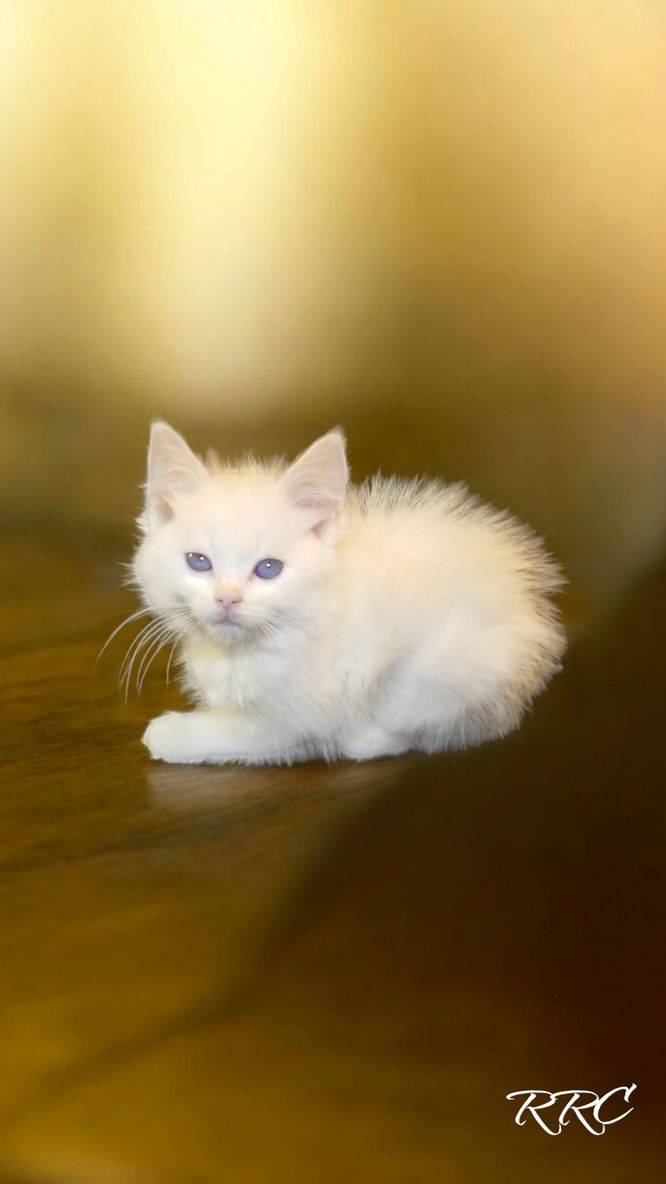 A white kitten sitting on top of a wooden floor.