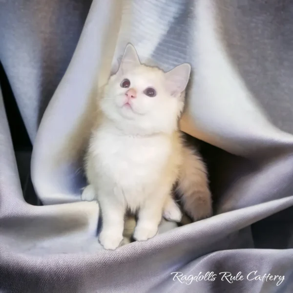 A white cat sitting on top of a silver blanket.