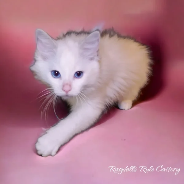 A white cat sitting on top of pink background.