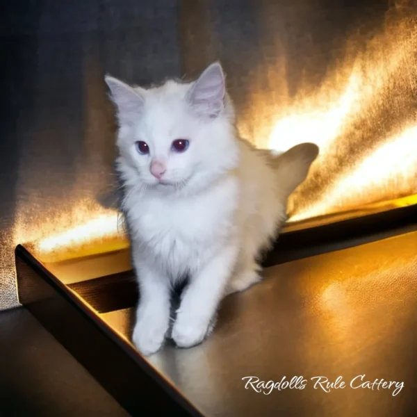 A white cat sitting on top of a table.