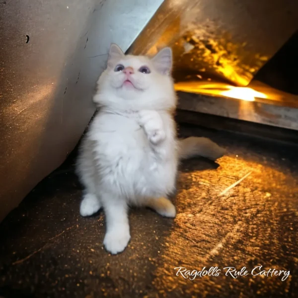 A white cat standing on its hind legs.