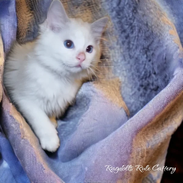 A white kitten is sitting in the blanket.