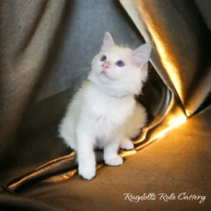 A white cat sitting on top of a gold curtain.