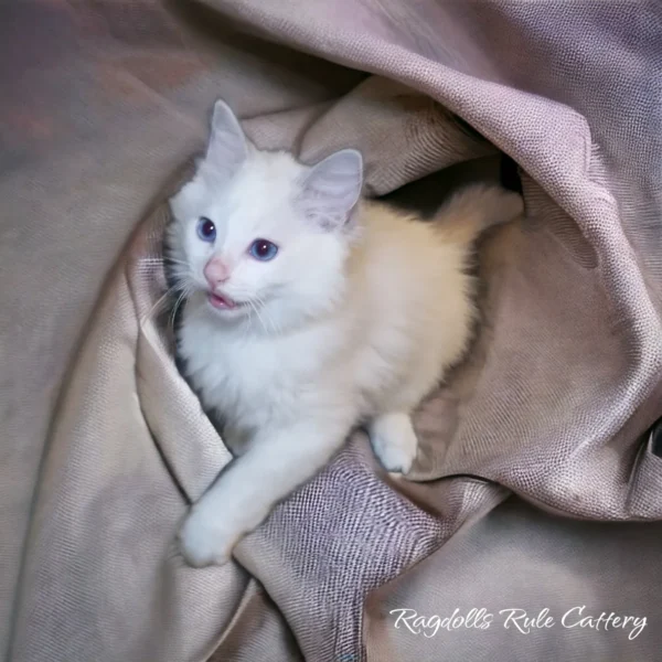 A white cat is sitting in the corner of a bed.