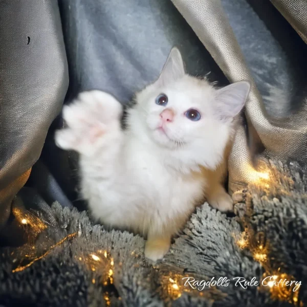 A white kitten is sitting on the floor