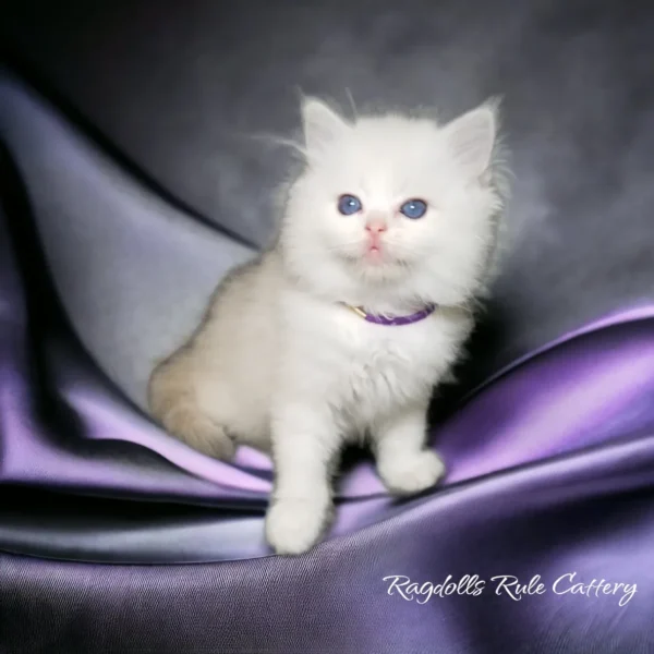 A white cat sitting on top of purple and silver fabric.