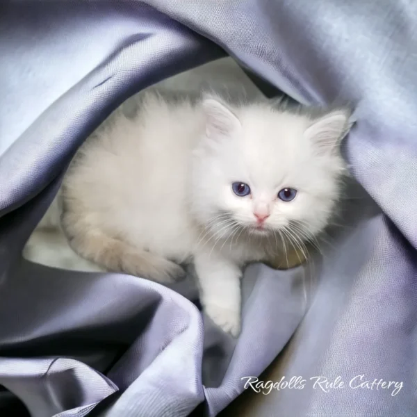 A white cat sitting on top of a silver blanket.