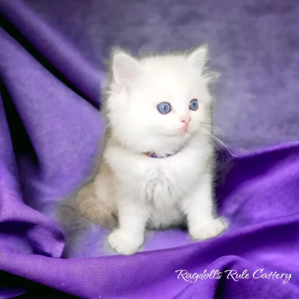 A white kitten sitting on top of purple fabric.