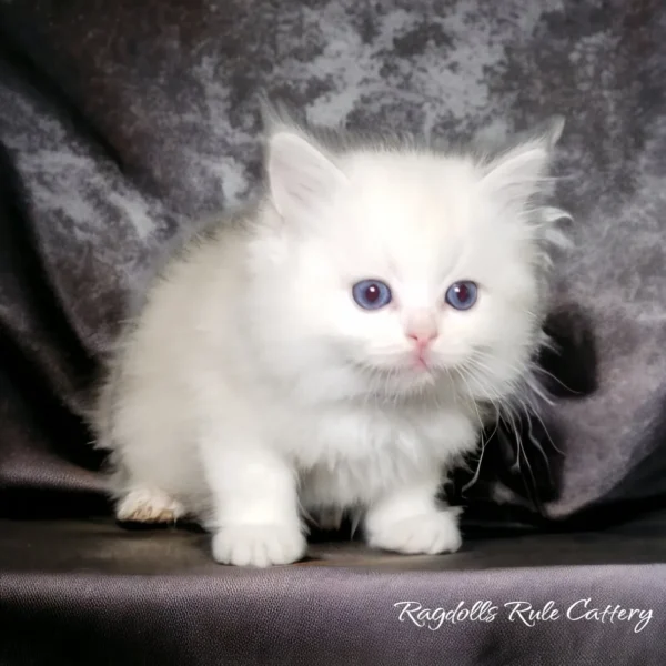 A white kitten sitting on top of a black and gray blanket.