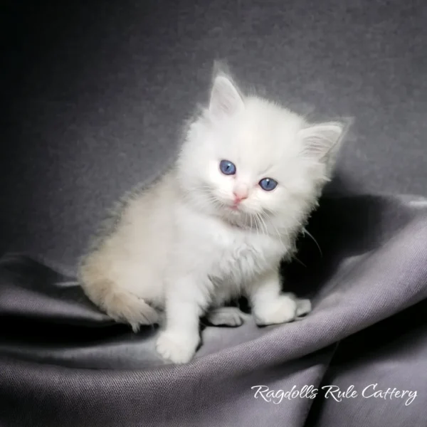 A white kitten sitting on top of a silver blanket.