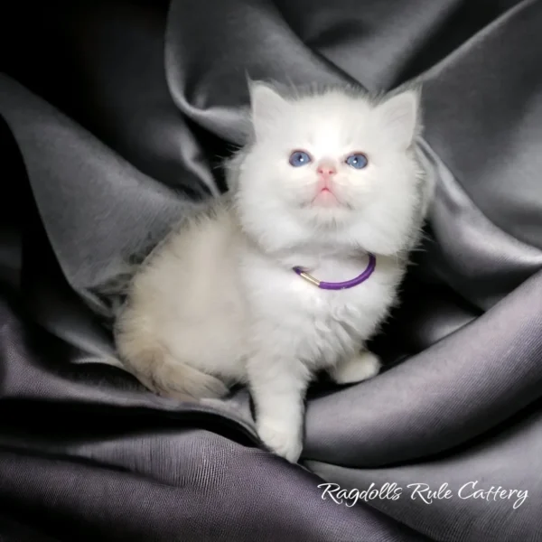 A white cat sitting on top of a blanket.