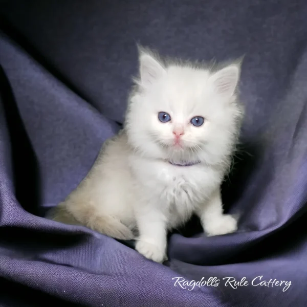 A white kitten sitting on top of purple fabric.