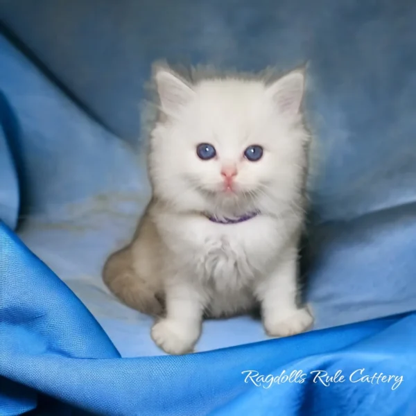 A white kitten sitting on top of a blue blanket.