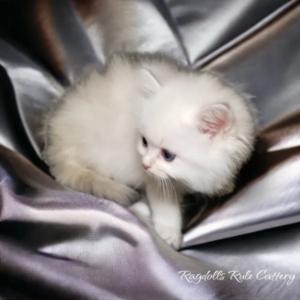 A white kitten is laying on top of silver sheets.