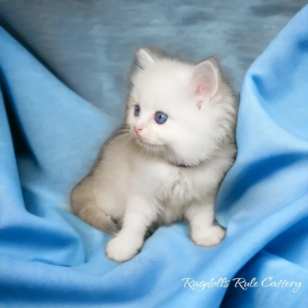 A white kitten sitting on top of a blue blanket.