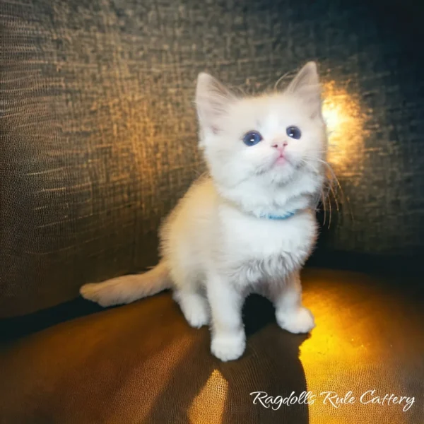 A white kitten sitting on top of the floor.