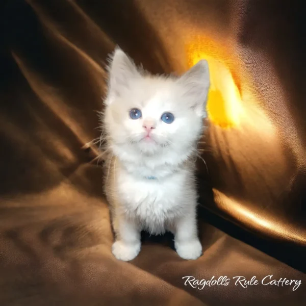 A white kitten sitting on top of a blanket.