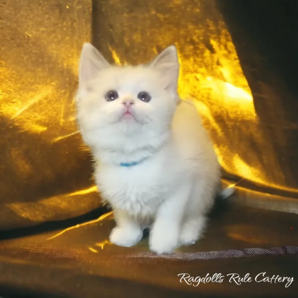 A white kitten sitting on top of a gold blanket.