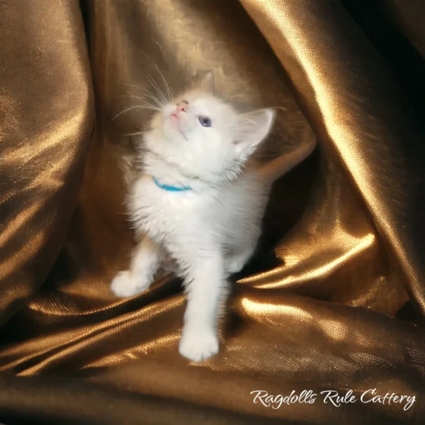 A white kitten standing on top of a gold blanket.