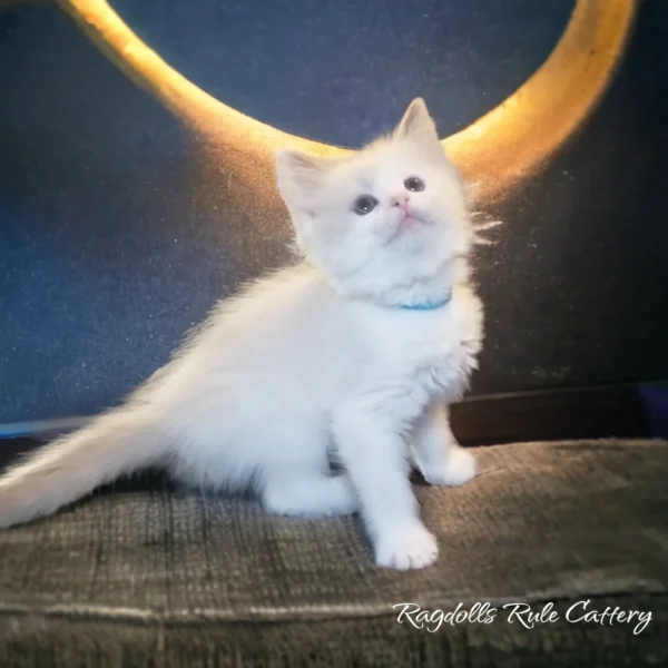 A white kitten sitting on top of a couch.