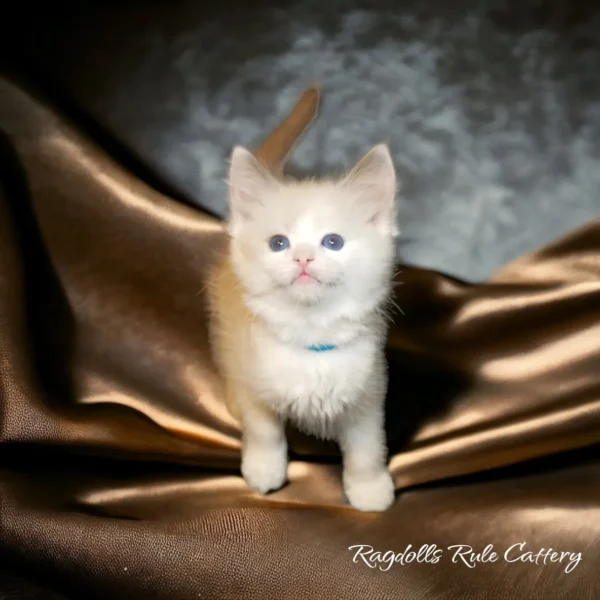 A white kitten standing on top of a brown blanket.