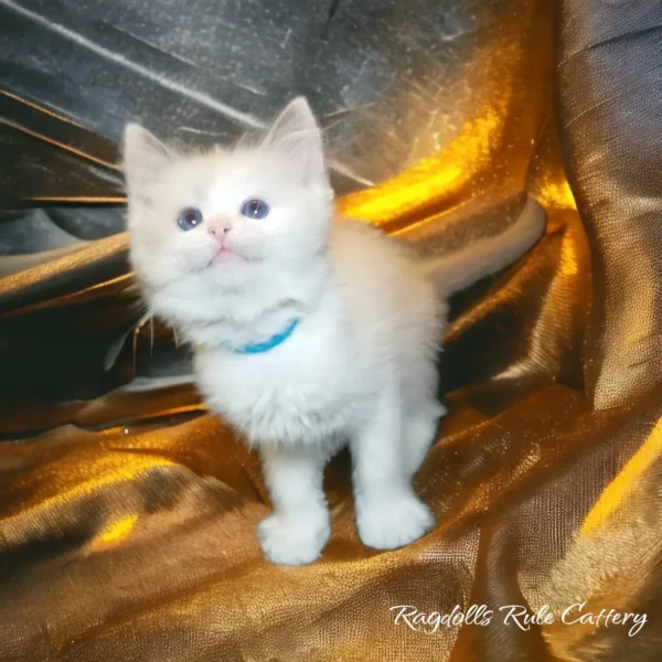 A white kitten standing on top of gold fabric.