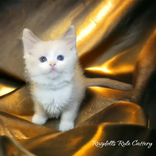 A white kitten sitting on top of gold cloth.