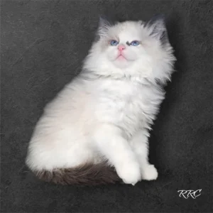 A white cat sitting on top of a black surface.