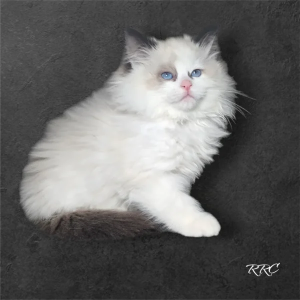 A white cat sitting on top of a black surface.